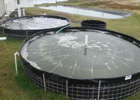 ternakan bulat colombia kolam 